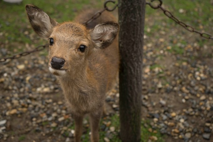 328ciervos.jpg